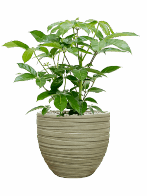 Schefflera Actinophylla Amate In Baq Tornado D 24 H 92 cm - PlantenShop24 - 12-05-2025