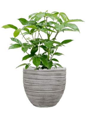Schefflera Actinophylla Amate In Baq Tornado D 24 H 93 cm - PlantenShop24 - 12-05-2025