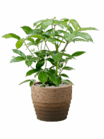 Schefflera Actinophylla Amate In Cinnamon D 24 H 85 cm - PlantenShop24 - 12-05-2025