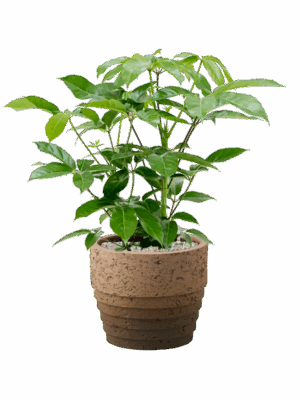Schefflera Actinophylla Amate In Cinnamon D 24 H 85 cm - PlantenShop24 - 12-05-2025