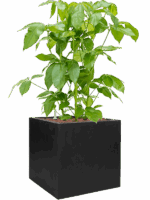 Schefflera Actinophylla Amate In Fiberstone D 28 H 120 cm - PlantenShop24 - 21-05-2025