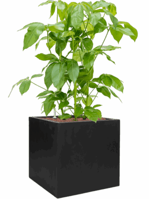 Schefflera Actinophylla Amate In Fiberstone D 28 H 120 cm - PlantenShop24 - 21-05-2025
