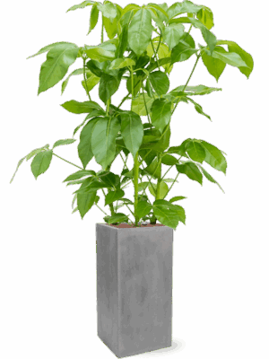 Schefflera Actinophylla Amate In Fiberstone D 28 H 157 cm - PlantenShop24 - 21-05-2025