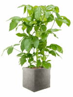 Schefflera Actinophylla Amate In Grigio D 28 H 137 cm - PlantenShop24 - 21-05-2025