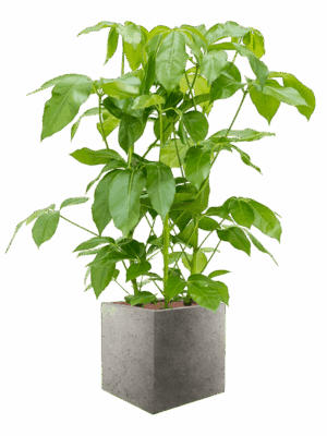 Schefflera Actinophylla Amate In Grigio D 28 H 137 cm - PlantenShop24 - 21-05-2025