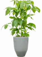 Schefflera Actinophylla Amate In One And Only D 28 H 111 cm - PlantenShop24 - 21-05-2025