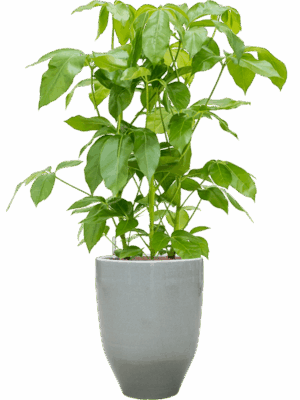 Schefflera Actinophylla Amate In One And Only D 28 H 111 cm - PlantenShop24 - 21-05-2025