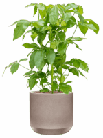 Schefflera Actinophylla Amate In Rotunda Urban D 28 H 106 cm - PlantenShop24 - 21-05-2025