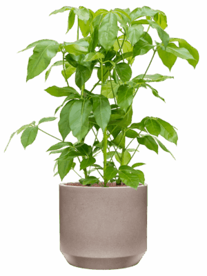 Schefflera Actinophylla Amate In Rotunda Urban D 28 H 106 cm - PlantenShop24 - 21-05-2025