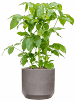 Schefflera Actinophylla Amate In Rotunda Urban D 28 H 106 cm - PlantenShop24 - 21-05-2025