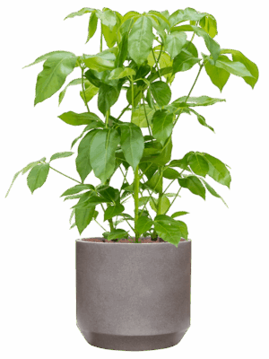 Schefflera Actinophylla Amate In Rotunda Urban D 28 H 106 cm - PlantenShop24 - 21-05-2025