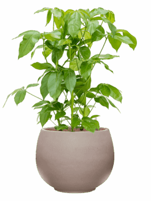 Schefflera Actinophylla Amate In Rotunda Urban D 28 H 109 cm - PlantenShop24 - 21-05-2025