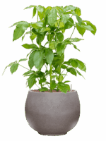 Schefflera Actinophylla Amate In Rotunda Urban D 28 H 109 cm - PlantenShop24 - 21-05-2025
