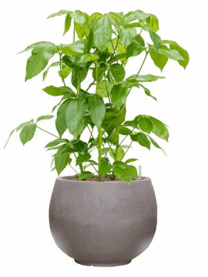 Schefflera Actinophylla Amate In Rotunda Urban D 28 H 109 cm - PlantenShop24 - 21-05-2025