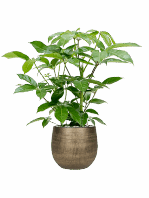 Schefflera Actinophylla Amate In Ryan D 24 H 108 cm - PlantenShop24 - 17-05-2025