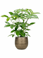 Schefflera Actinophylla Amate In Ryan D 24 H 108 cm - PlantenShop24 - 26-05-2025