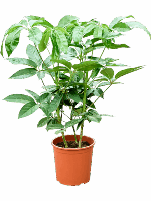 Schefflera Amate D 30 H 110 cm - PlantenShop24 - 20-05-2025