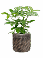 Schefflera Amate In Baq Luxe Lite Universe Wave D 24 H 91 cm - PlantenShop24 - 12-05-2025