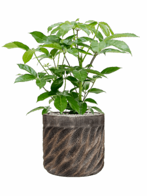 Schefflera Amate In Baq Luxe Lite Universe Wave D 24 H 91 cm - PlantenShop24 - 12-05-2025