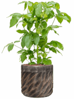 Schefflera Amate In Baq Luxe Lite Universe Wave D 28 H 109 cm - PlantenShop24 - 21-05-2025