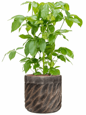 Schefflera Amate In Baq Luxe Lite Universe Wave D 28 H 109 cm - PlantenShop24 - 21-05-2025