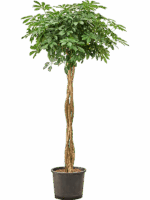 Schefflera Arboricola Compacta D 30 H 185 cm - PlantenShop24 - 19-05-2025