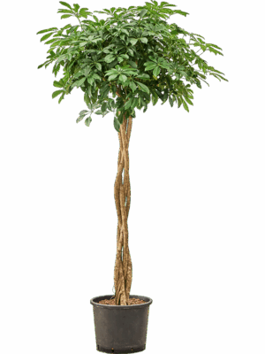 Schefflera Arboricola Compacta D 30 H 185 cm - PlantenShop24 - 19-05-2025