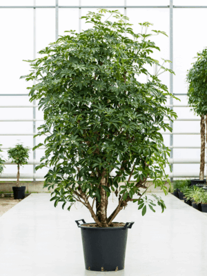 Schefflera Arboricola Compacta D 45 H 140 cm - PlantenShop24 - 09-08-2025