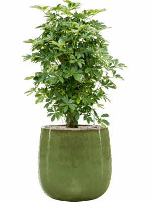 Schefflera Arboricola Compacta In Balloon D 30 H 112 cm - PlantenShop24 - 27-05-2025