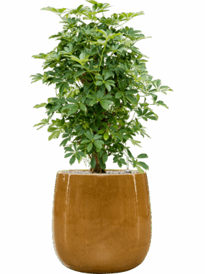 Schefflera Arboricola Compacta In Balloon D 30 H 112 cm - PlantenShop24 - 27-05-2025