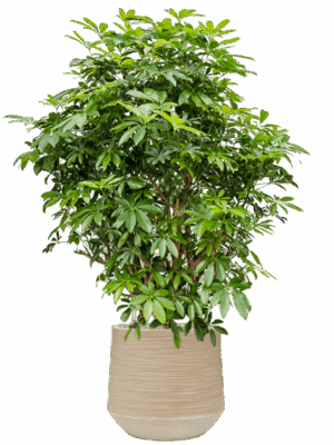 Schefflera Arboricola Compacta In Baq Dune D 34 H 135 cm - PlantenShop24 - 09-05-2025