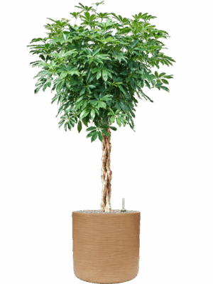 Schefflera Arboricola Compacta In Baq Dune D 34 H 169 cm - PlantenShop24 - 14-05-2025