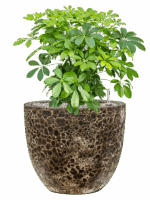 Schefflera Arboricola Compacta In Baq Lava D 27 H 67 cm - PlantenShop24 - 16-05-2025