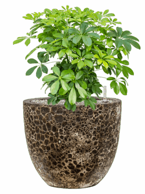 Schefflera Arboricola Compacta In Baq Lava D 27 H 67 cm - PlantenShop24 - 16-05-2025