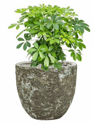 Schefflera Arboricola Compacta In Baq Lava D 27 H 67 cm - PlantenShop24 - 16-05-2025