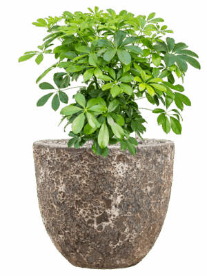 Schefflera Arboricola Compacta In Baq Lava D 27 H 68 cm - PlantenShop24 - 16-05-2025