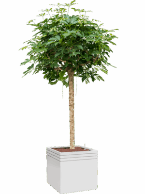 Schefflera Arboricola Compacta In Baq Line-Up D 28 H 192 cm - PlantenShop24 - 08-05-2025