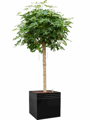Schefflera Arboricola Compacta In Baq Line-Up D 28 H 192 cm - PlantenShop24 - 08-05-2025