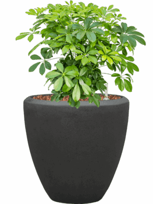 Schefflera Arboricola Compacta In Baq Polystone Plain D 27 H 73 cm - PlantenShop24 - 16-05-2025