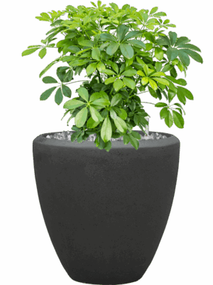 Schefflera Arboricola Compacta In Baq Polystone Plain D 27 H 73 cm - PlantenShop24 - 16-05-2025