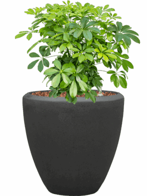 Schefflera Arboricola Compacta In Baq Polystone Plain D 27 H 73 cm - PlantenShop24 - 16-05-2025