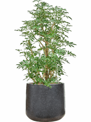 Schefflera Arboricola Compacta In Baq Terrazzo D 28 H 129 cm - PlantenShop24 - 12-05-2025