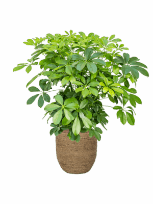 Schefflera Arboricola Compacta In Bohemian D 27 H 83 cm - PlantenShop24 - 16-05-2025