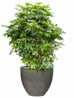 Schefflera Arboricola Compacta In Cement & Stone D 34 H 142 cm - PlantenShop24 - 09-05-2025