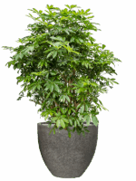 Schefflera Arboricola Compacta In Cement & Stone D 34 H 142 cm - PlantenShop24 - 20-05-2025