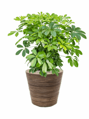 Schefflera Arboricola Compacta In Drypot Rattan Stripe D 27 H 94 cm - PlantenShop24 - 16-05-2025