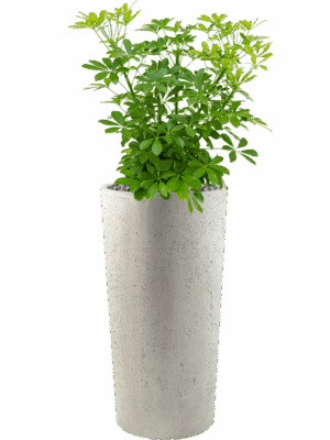 Schefflera Arboricola Compacta In Grigio D 25 H 110 cm - PlantenShop24 - 12-05-2025