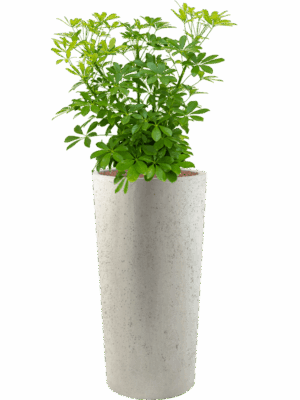 Schefflera Arboricola Compacta In Grigio D 25 H 110 cm - PlantenShop24 - 12-05-2025