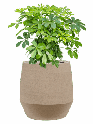 Schefflera Arboricola Compacta In Humus D 27 H 70 cm - PlantenShop24 - 16-05-2025