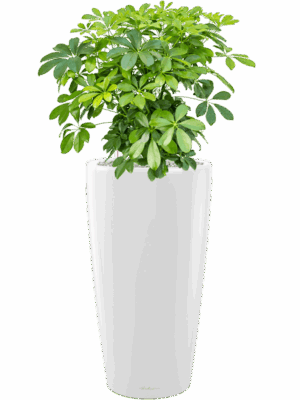 Schefflera Arboricola Compacta In Lechuza Rondo D 27 H 86 cm - PlantenShop24 - 16-05-2025